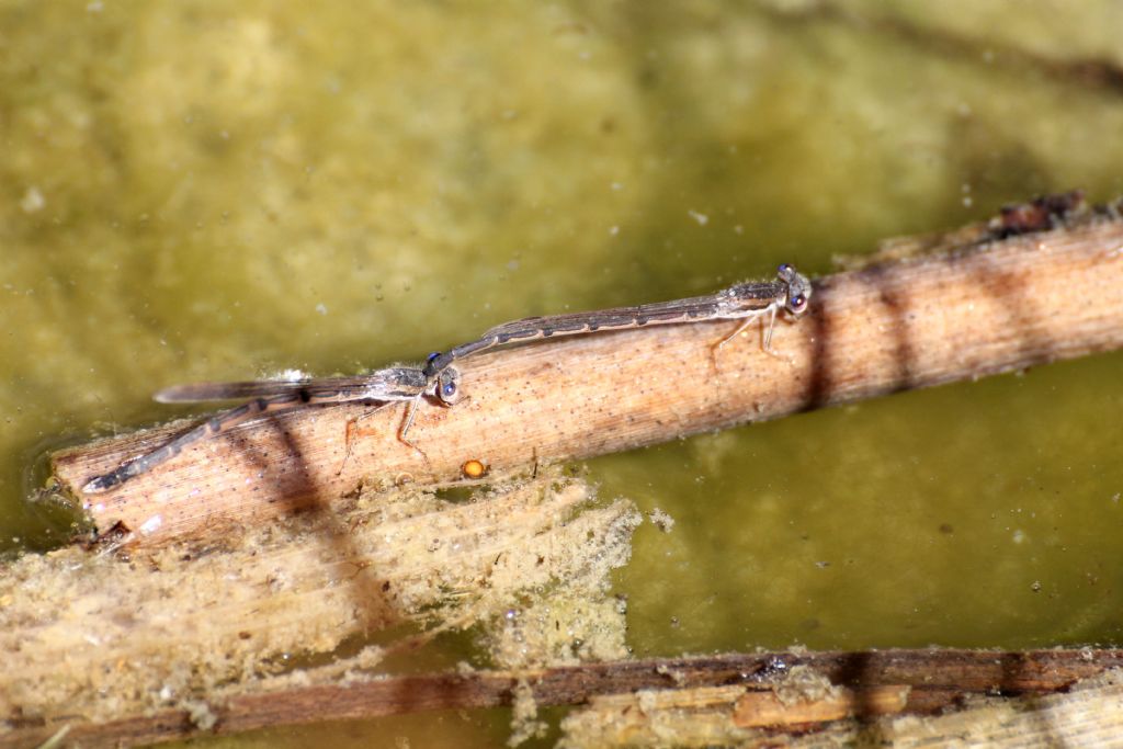 Sympecma fusca (Lestidae)